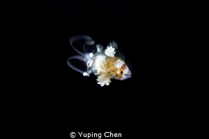 Just a Little Fish/Sweetlips(Juvenile)//Lembeh strait,Ind... by Yuping Chen 